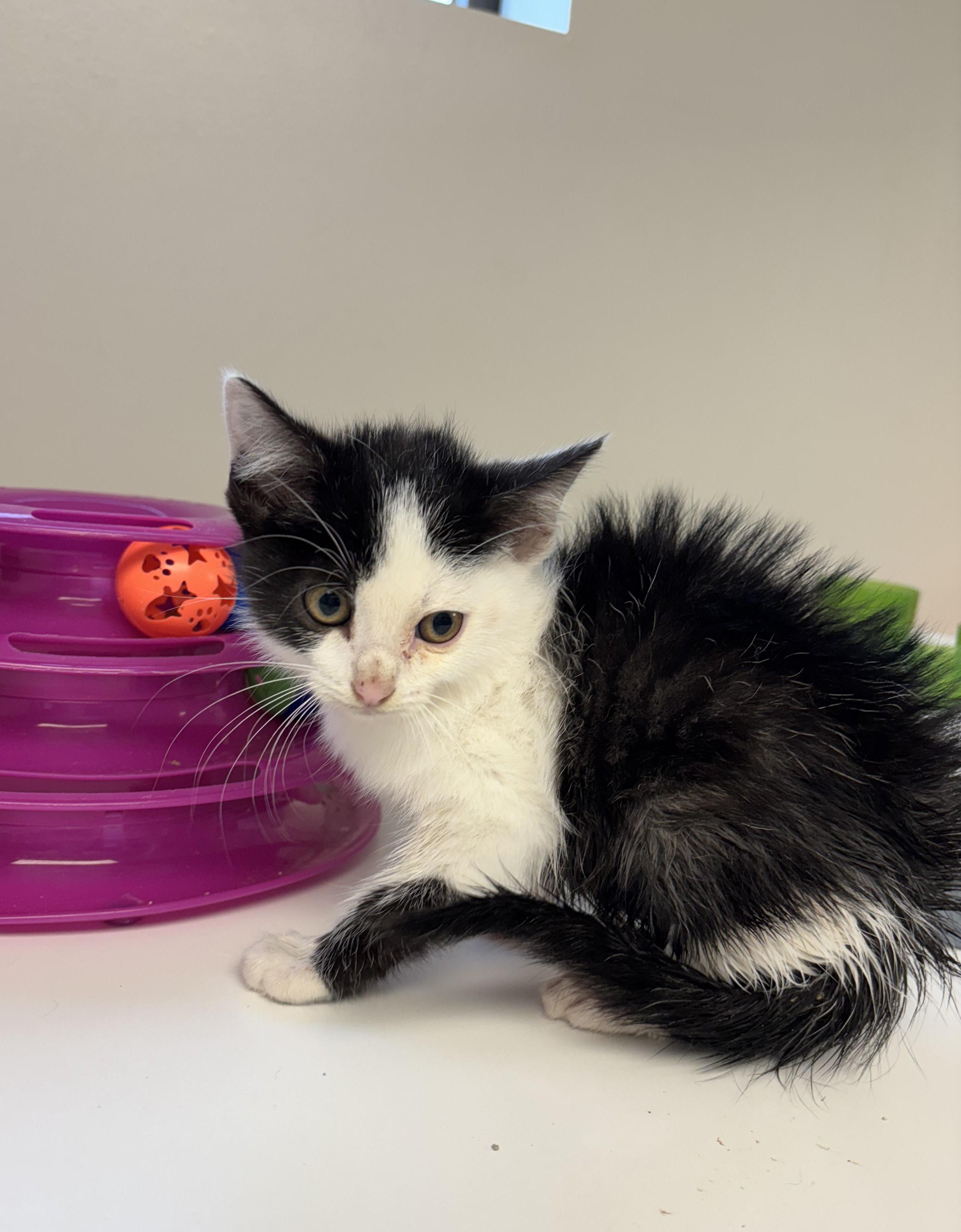 Tiktok, a Adoptable Domestic Medium Hair in Liberty, MO image 3/5