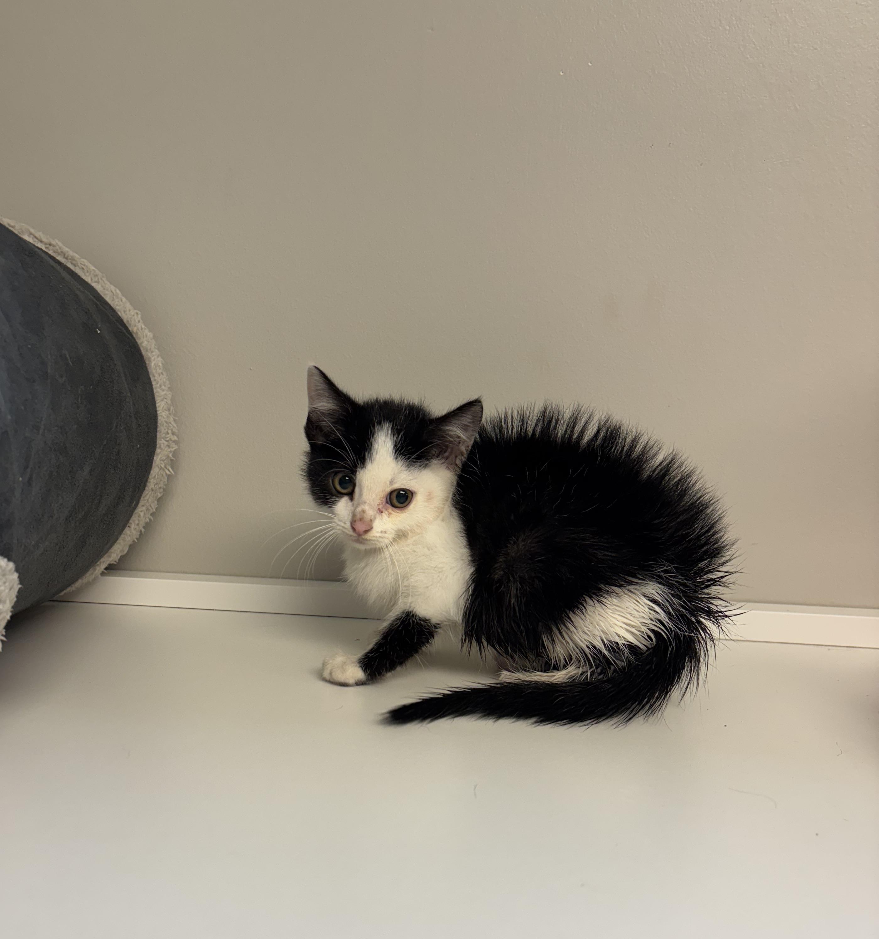 Tiktok, a Adoptable Domestic Medium Hair in Liberty, MO image 4/5