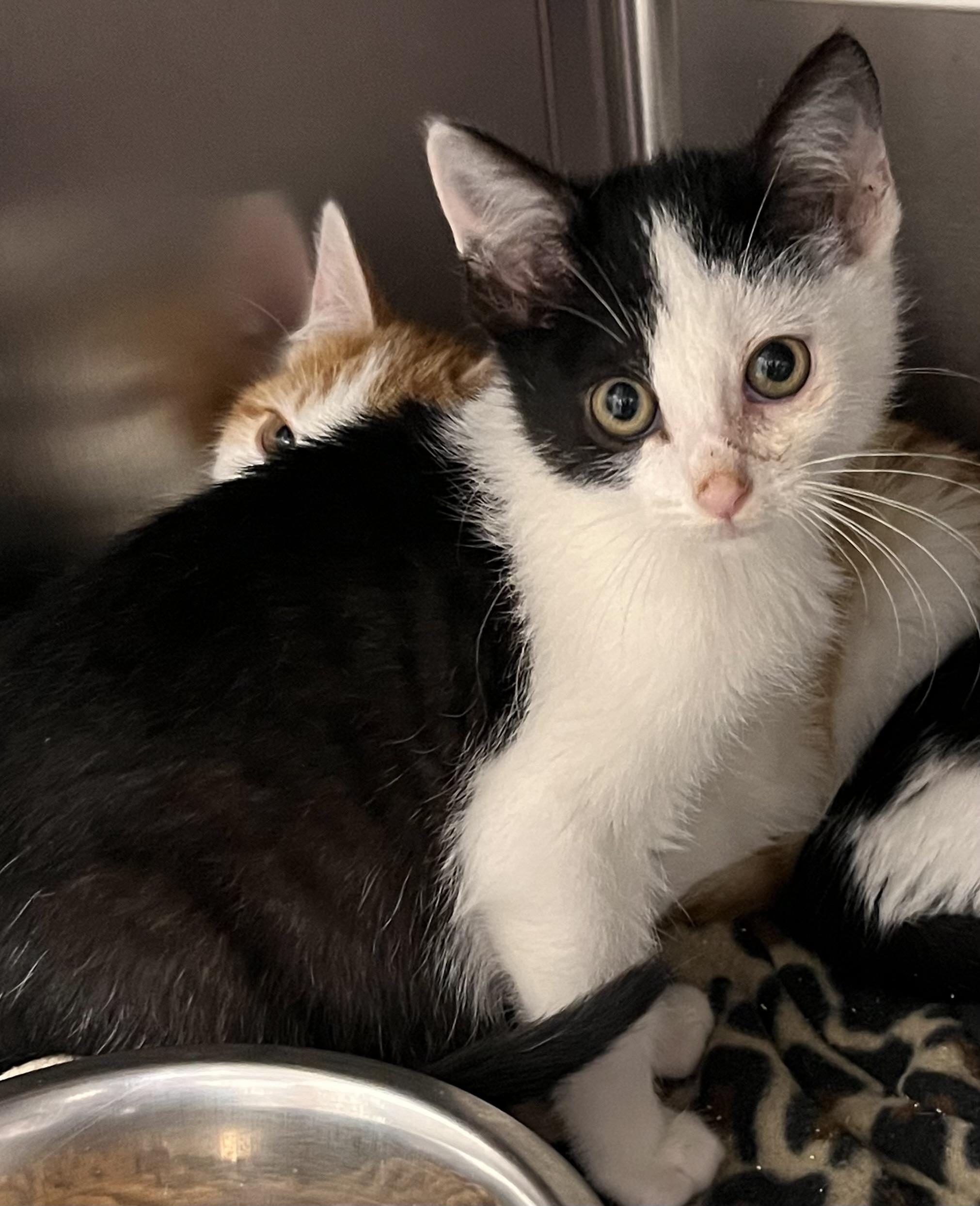 Tiktok, a Adoptable Domestic Medium Hair in Liberty, MO image 1/5