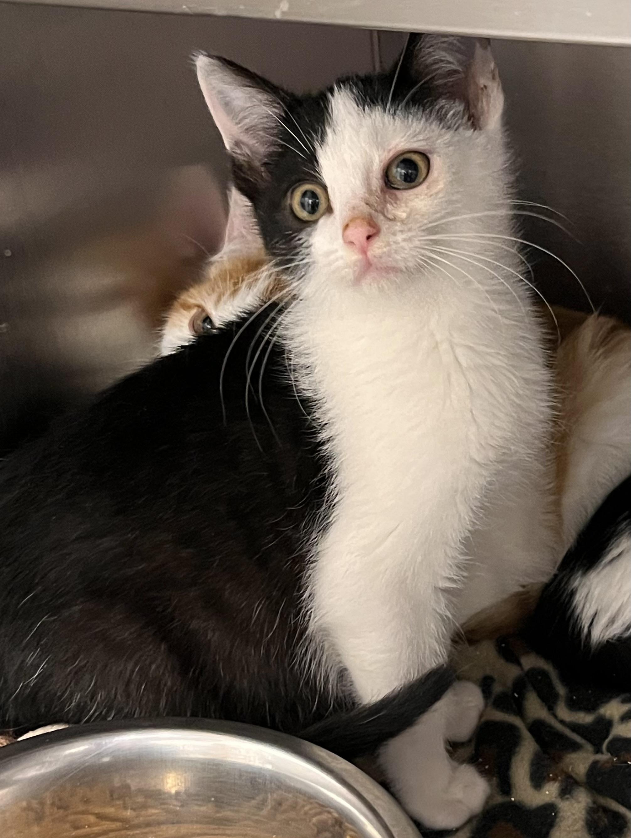 Tiktok, a Adoptable Domestic Medium Hair in Liberty, MO image 2/5