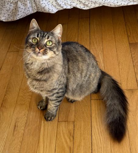 Blossom, a Adoptable mixed breed in Parkville, MD image 1/4