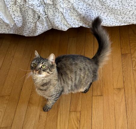 Blossom, a Adoptable mixed breed in Parkville, MD image 2/4