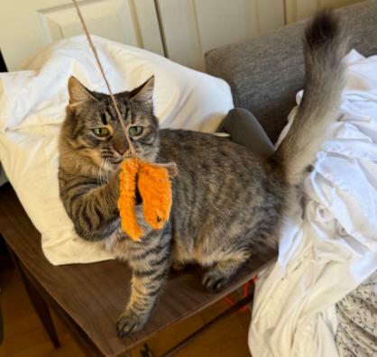 Blossom, a Adoptable mixed breed in Parkville, MD image 3/4