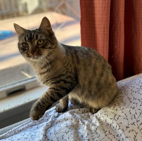 Blossom, a Adoptable mixed breed in Parkville, MD image 4/4