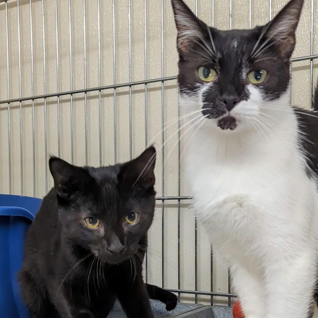 Bandit- Bonded with her son Snowball
