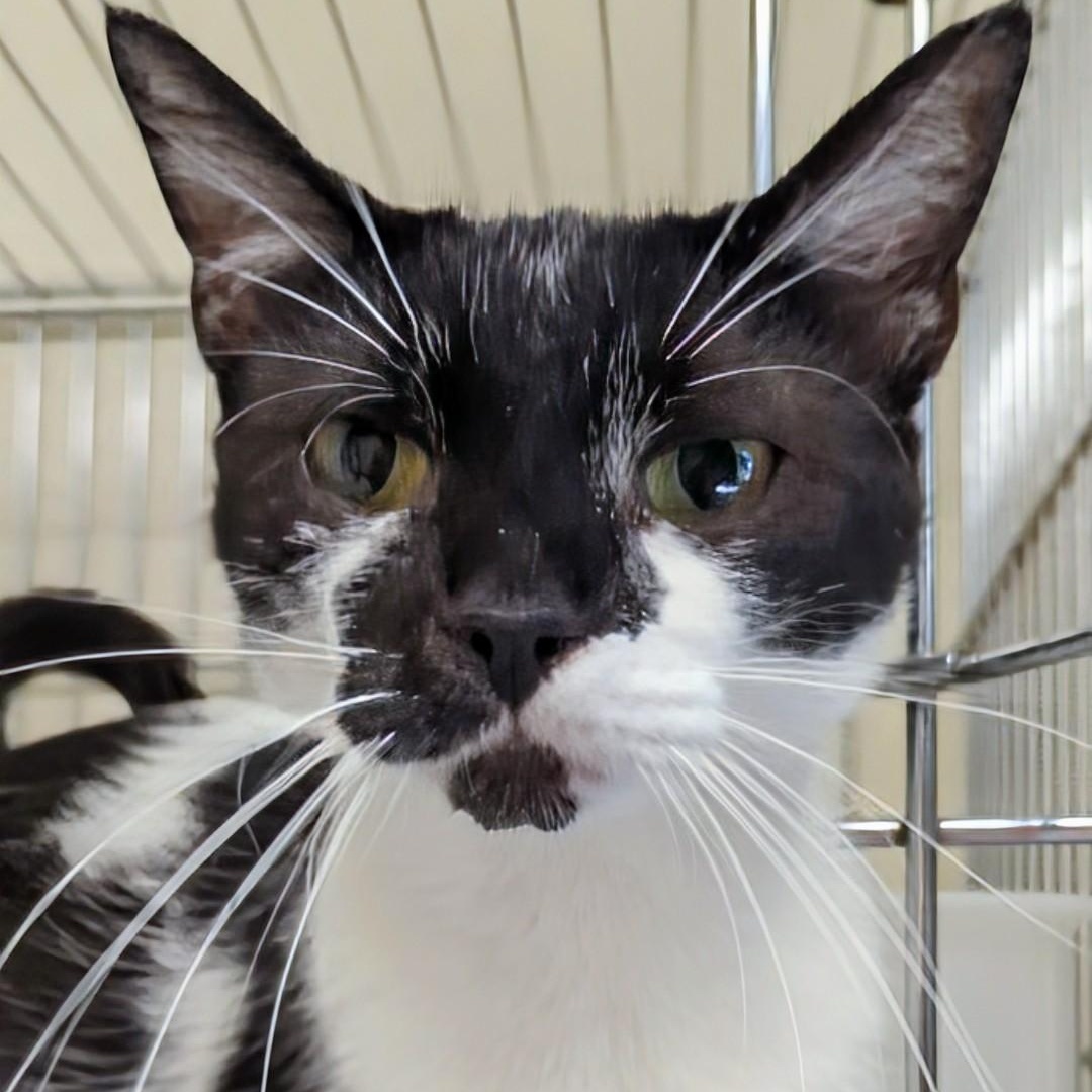 Bandit- Bonded with her son Snowball