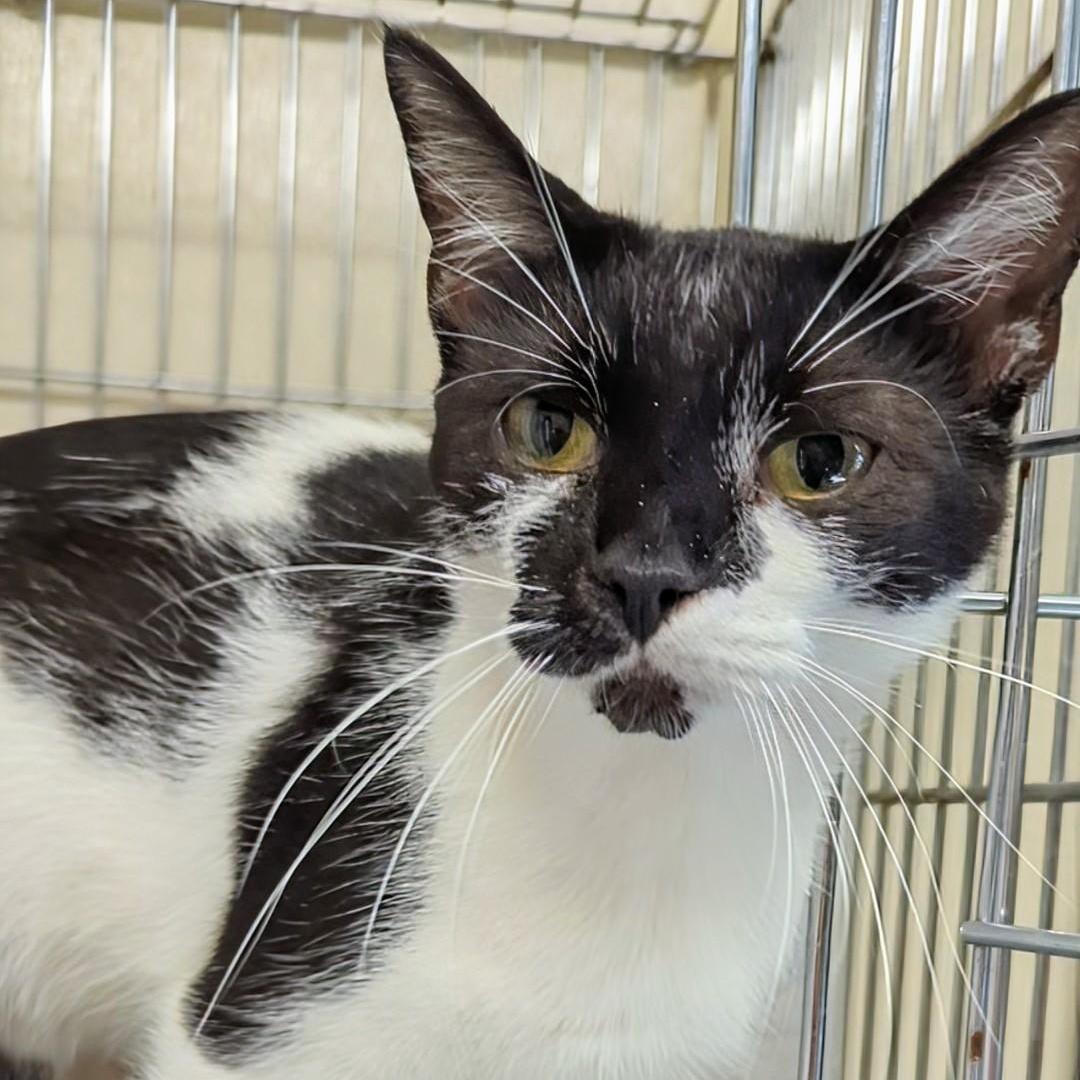 Bandit- Bonded with her son Snowball