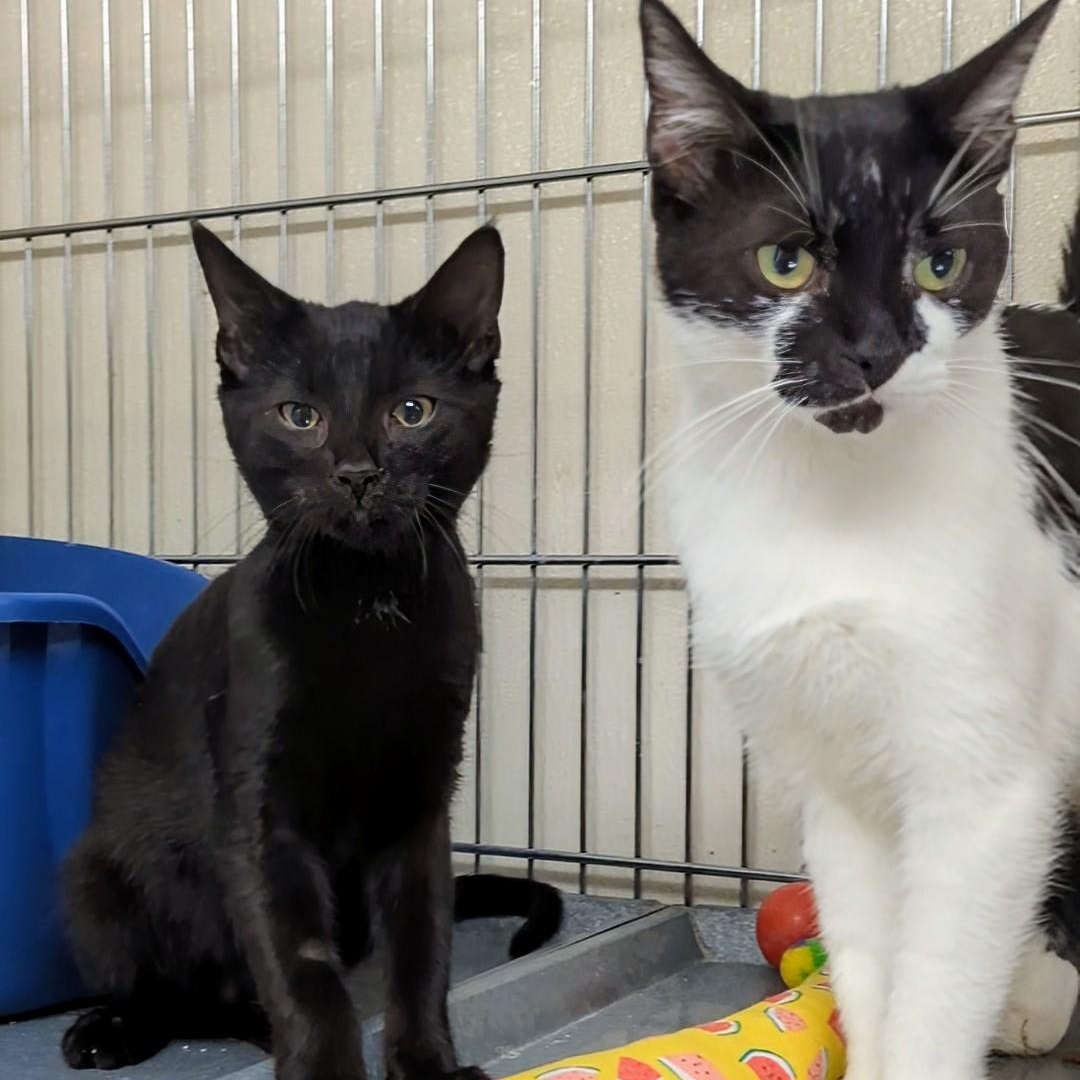 Bandit- Bonded with her son Snowball