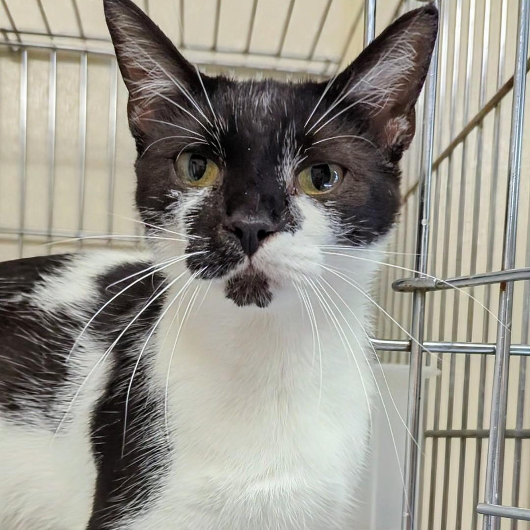 Bandit- Bonded with her son Snowball
