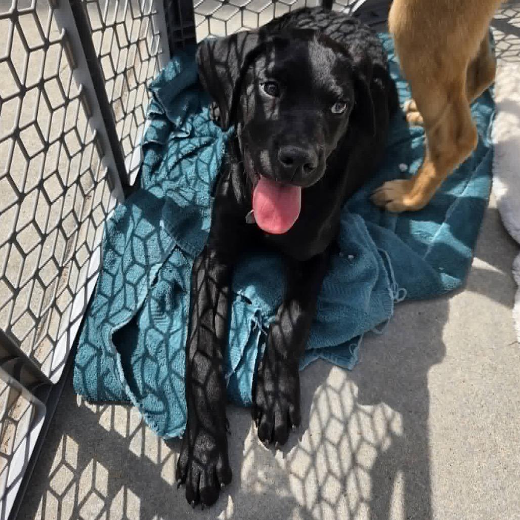 Tree Star, Adoptable, Puppy Male Mixed Breed.