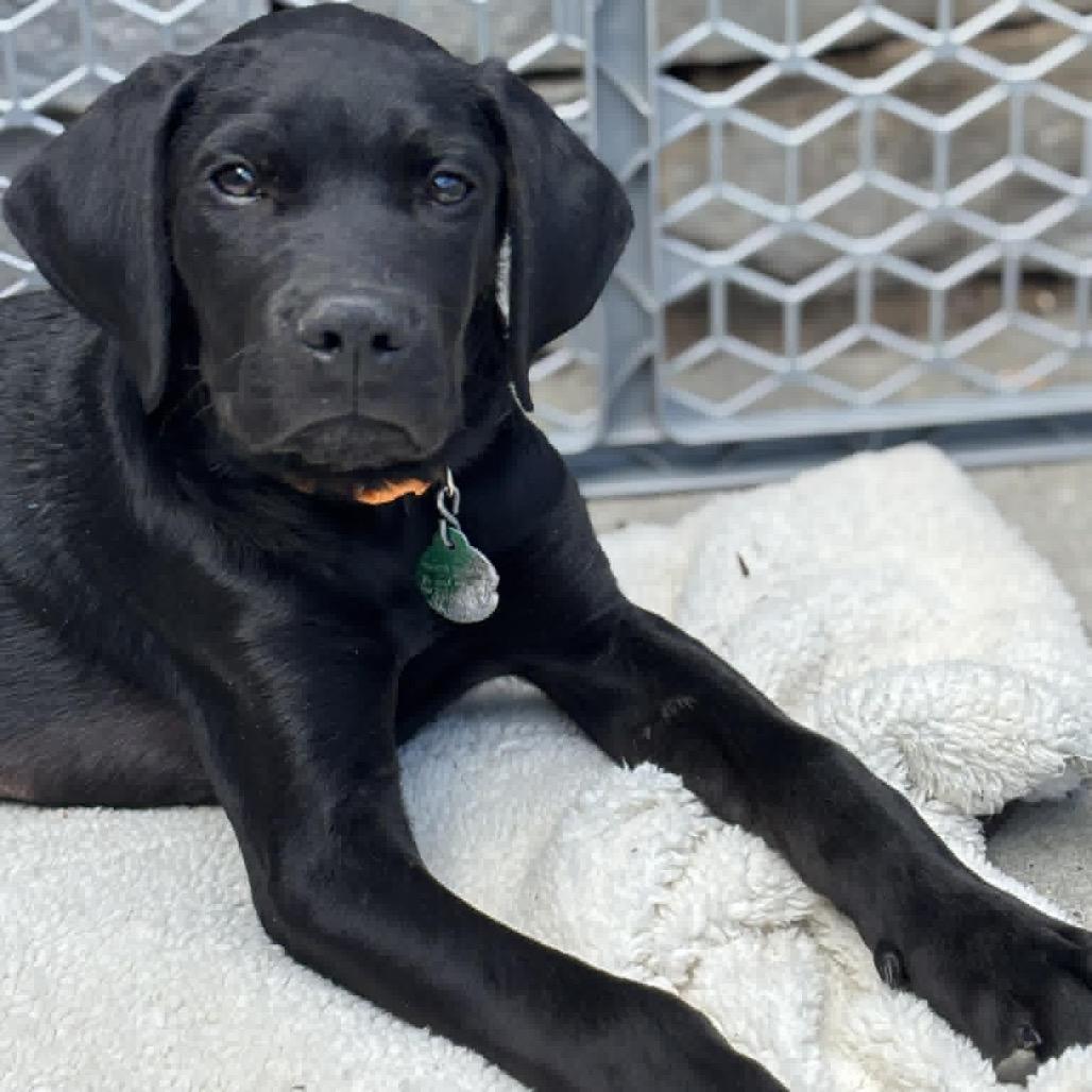 Tree Star, a Adoptable Mixed Breed in Farmington, MN image 2/6