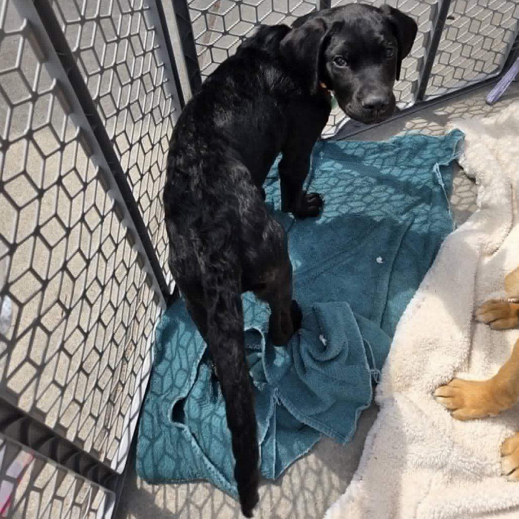 Tree Star, a Adoptable Mixed Breed in Farmington, MN image 3/6