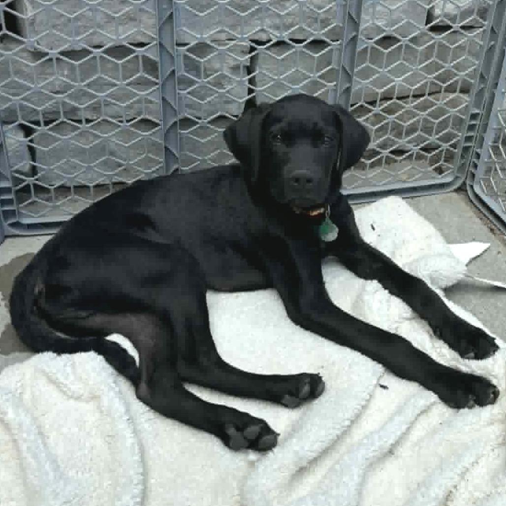 Tree Star, a Adoptable Mixed Breed in Farmington, MN image 5/6