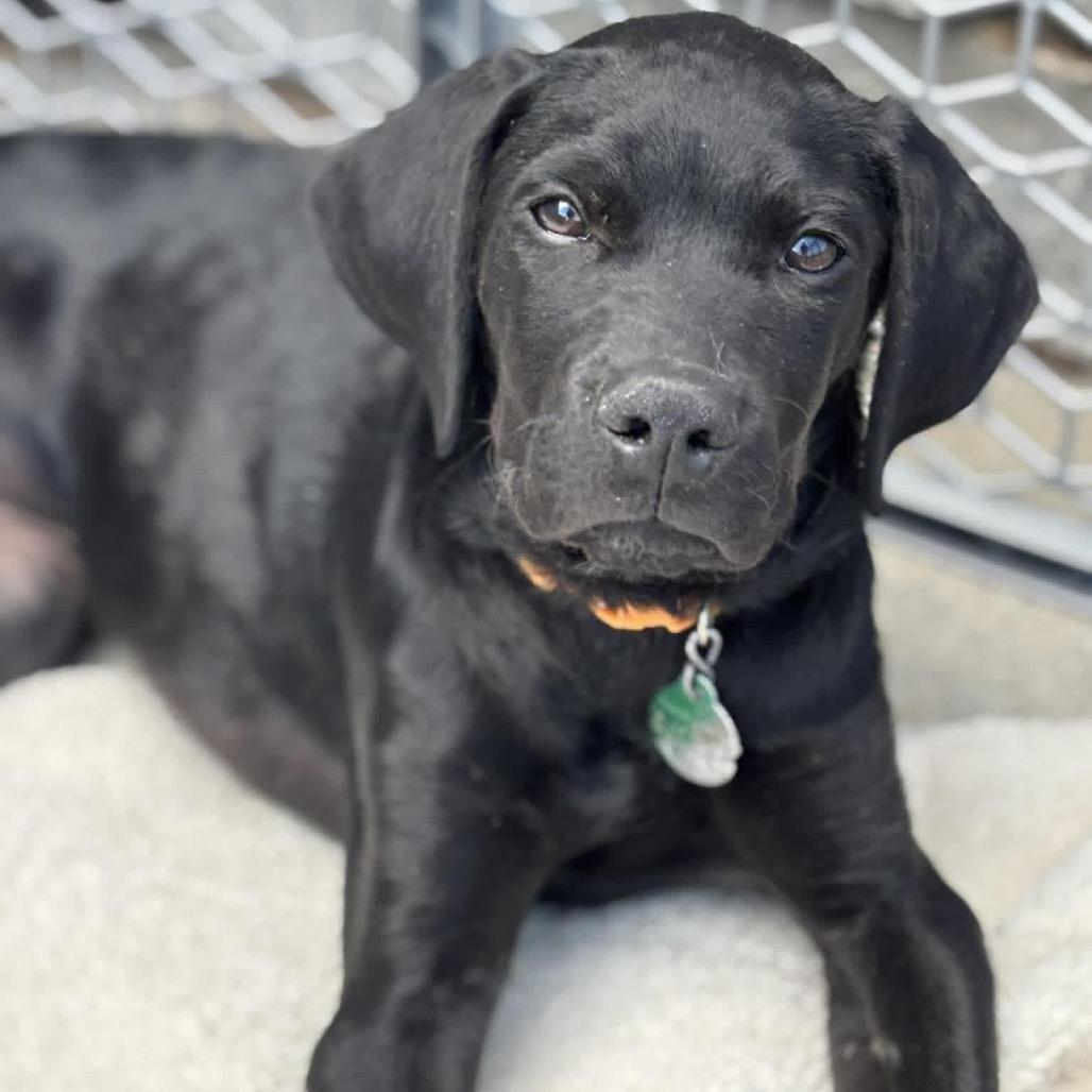Tree Star, a Adoptable Mixed Breed in Farmington, MN image 6/6
