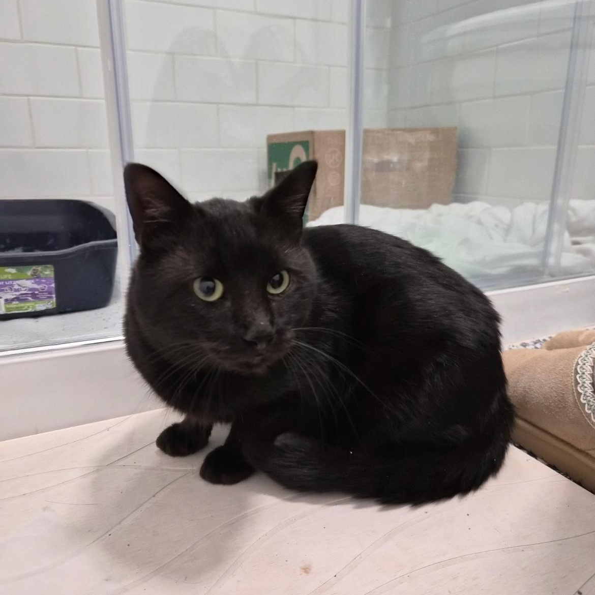 Enlarge Sirius black, a ADOPTABLE Domestic Short Hair in Crofton, MD image 1/1