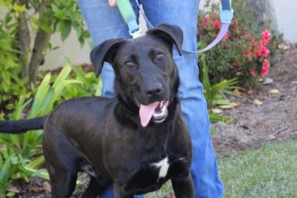 Enlarge Chance, a Adoptable mixed breed in Brunswick, GA image 1/1