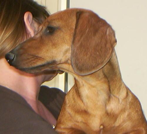 Enlarge Vondee, a Adopted Dachshund in San Antonio, TX image 1/2