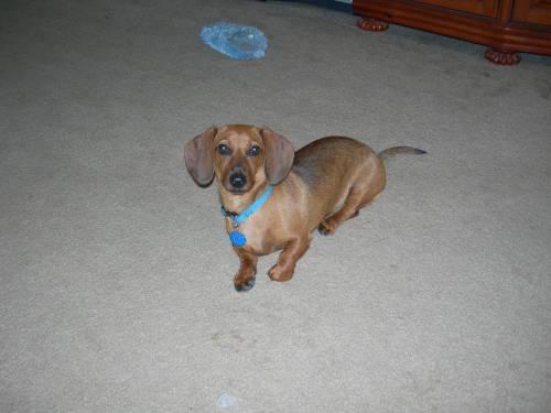 Enlarge Vondee, a Adopted Dachshund in San Antonio, TX image 2/2