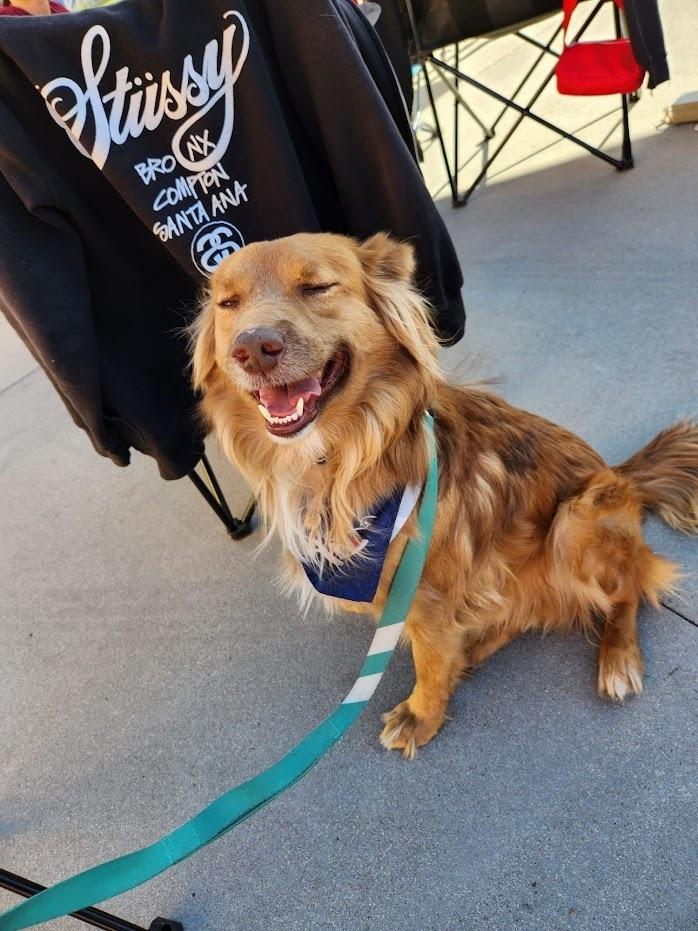 Enlarge Macchiato, a Adoptable mixed breed in Jamul, CA image 1/6