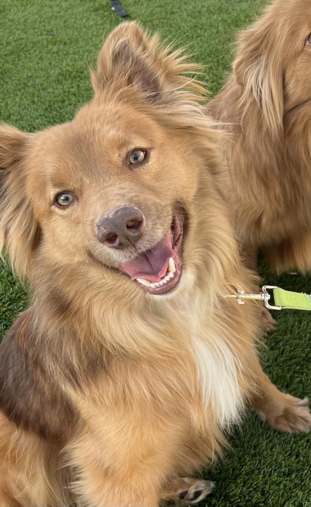 Macchiato, Adoptable, Young Male Retriever.
