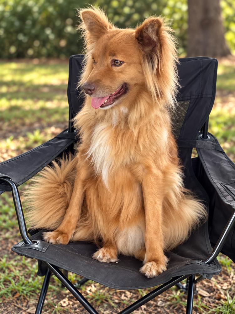 Enlarge Macchiato, a Adoptable mixed breed in Jamul, CA image 2/5