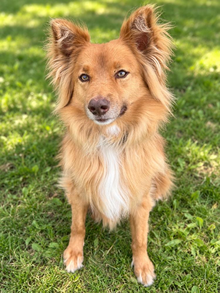 Enlarge Macchiato, a Adoptable mixed breed in Jamul, CA image 4/5