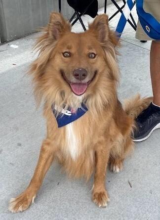 Macchiato, Adoptable, Young Male Retriever.