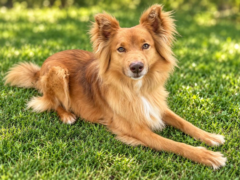 Enlarge Macchiato, a Adoptable mixed breed in Jamul, CA image 5/5