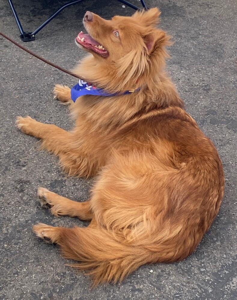 Enlarge Macchiato, a Adoptable mixed breed in Jamul, CA image 6/6