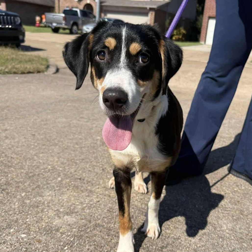 Enlarge Lucy FKA Indigo, a Adoptable mixed breed in Houston, TX image 1/1