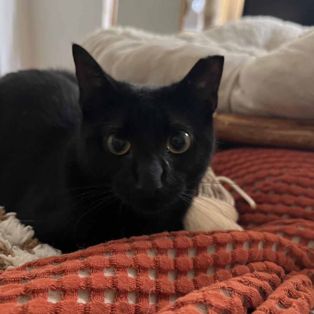 SHADOW, Adoptable, Young Female Domestic Short Hair.