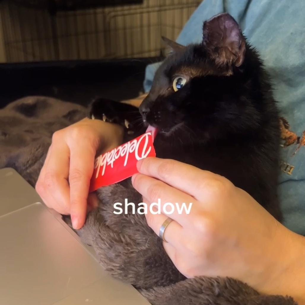 Enlarge SHADOW, a Adoptable Domestic Short Hair in San Antonio, TX image 2/4