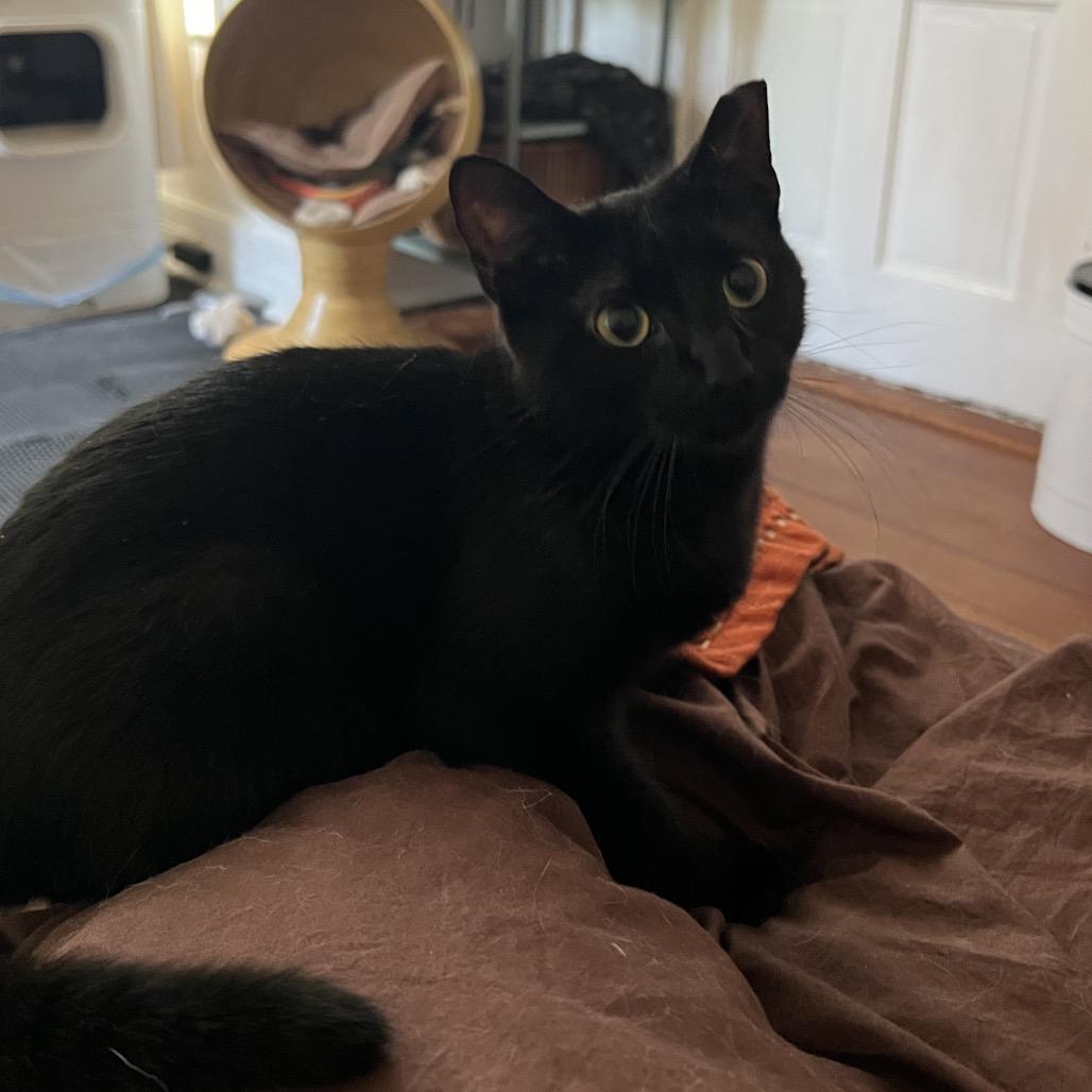 Enlarge SHADOW, a Adoptable Domestic Short Hair in San Antonio, TX image 3/4