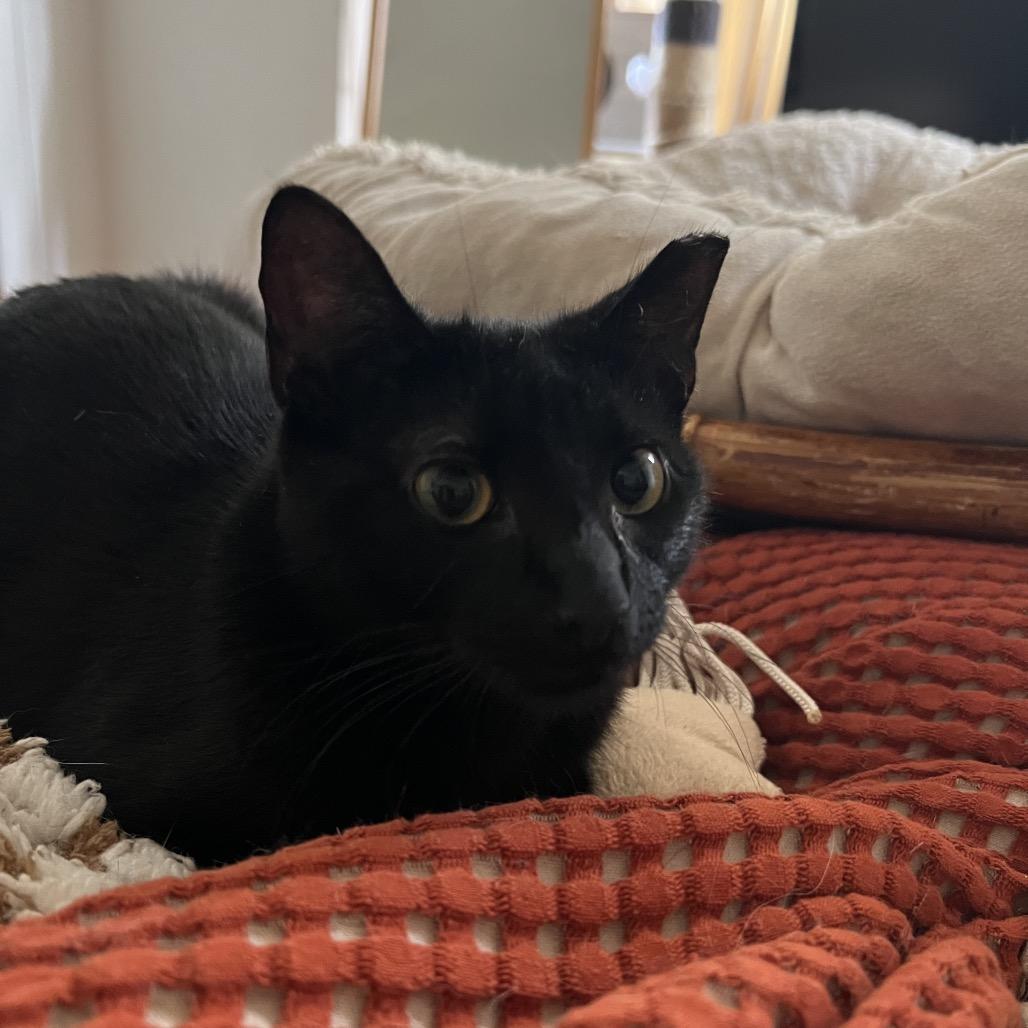 Enlarge SHADOW, a Adoptable Domestic Short Hair in San Antonio, TX image 4/4
