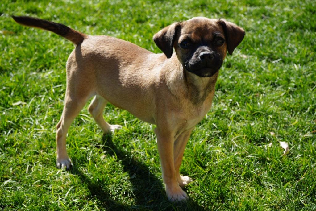 Jasmine, Adoptable, Puppy Female Chihuahua.