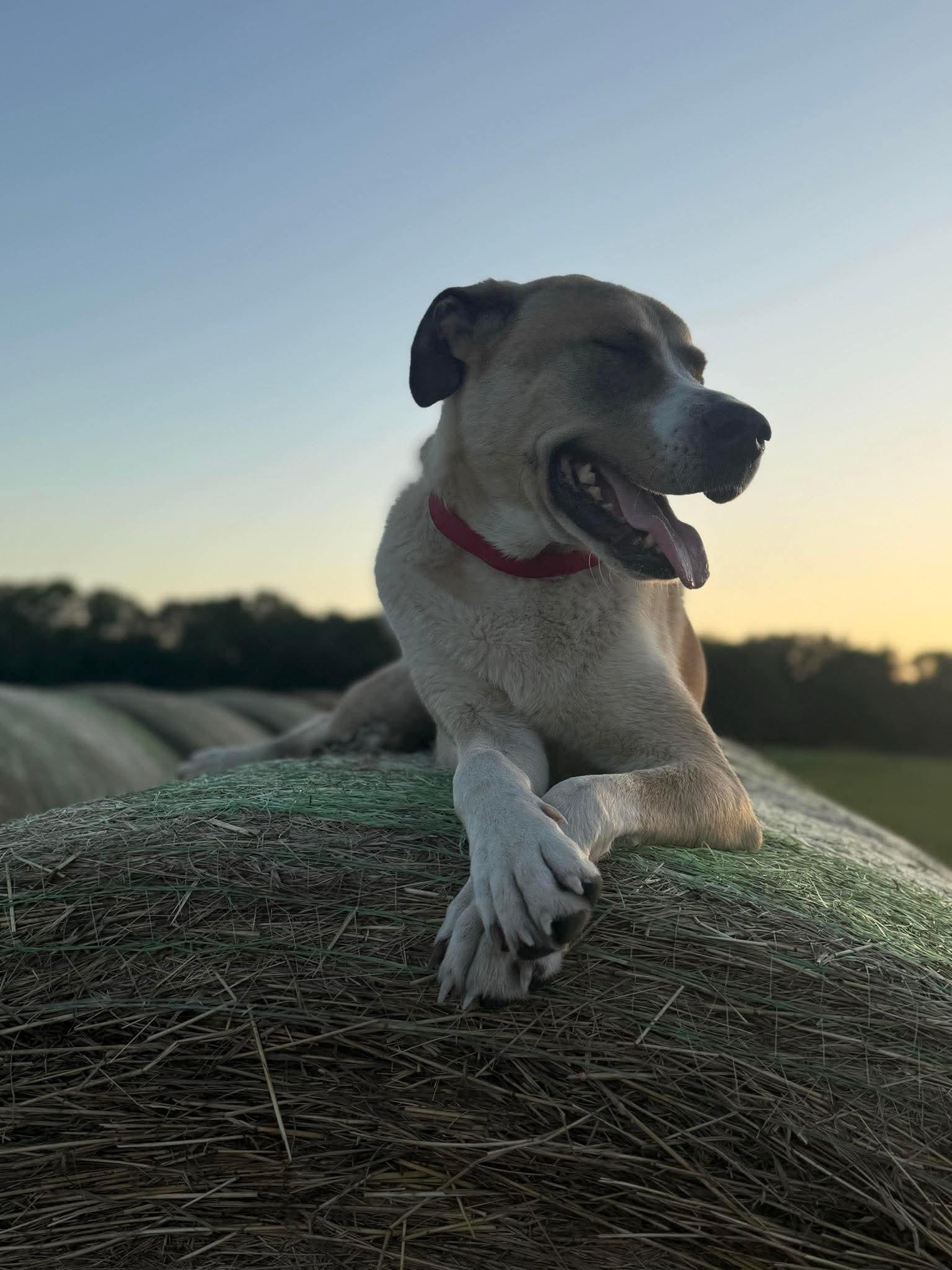 Buddy