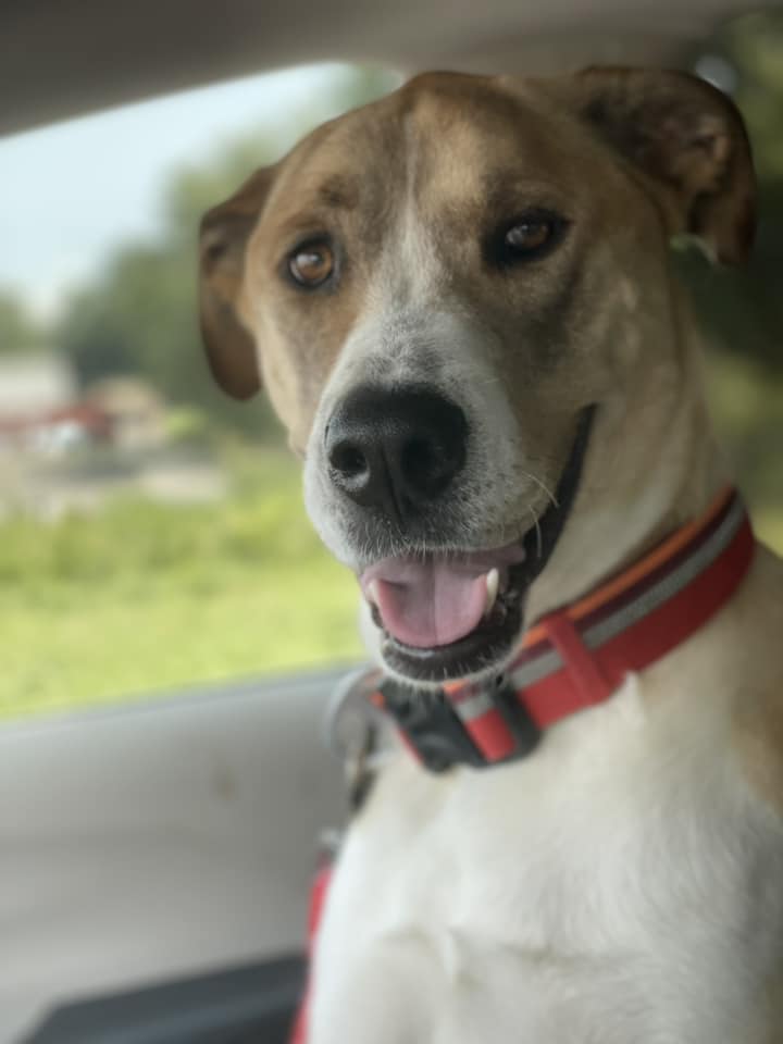 Buddy 4