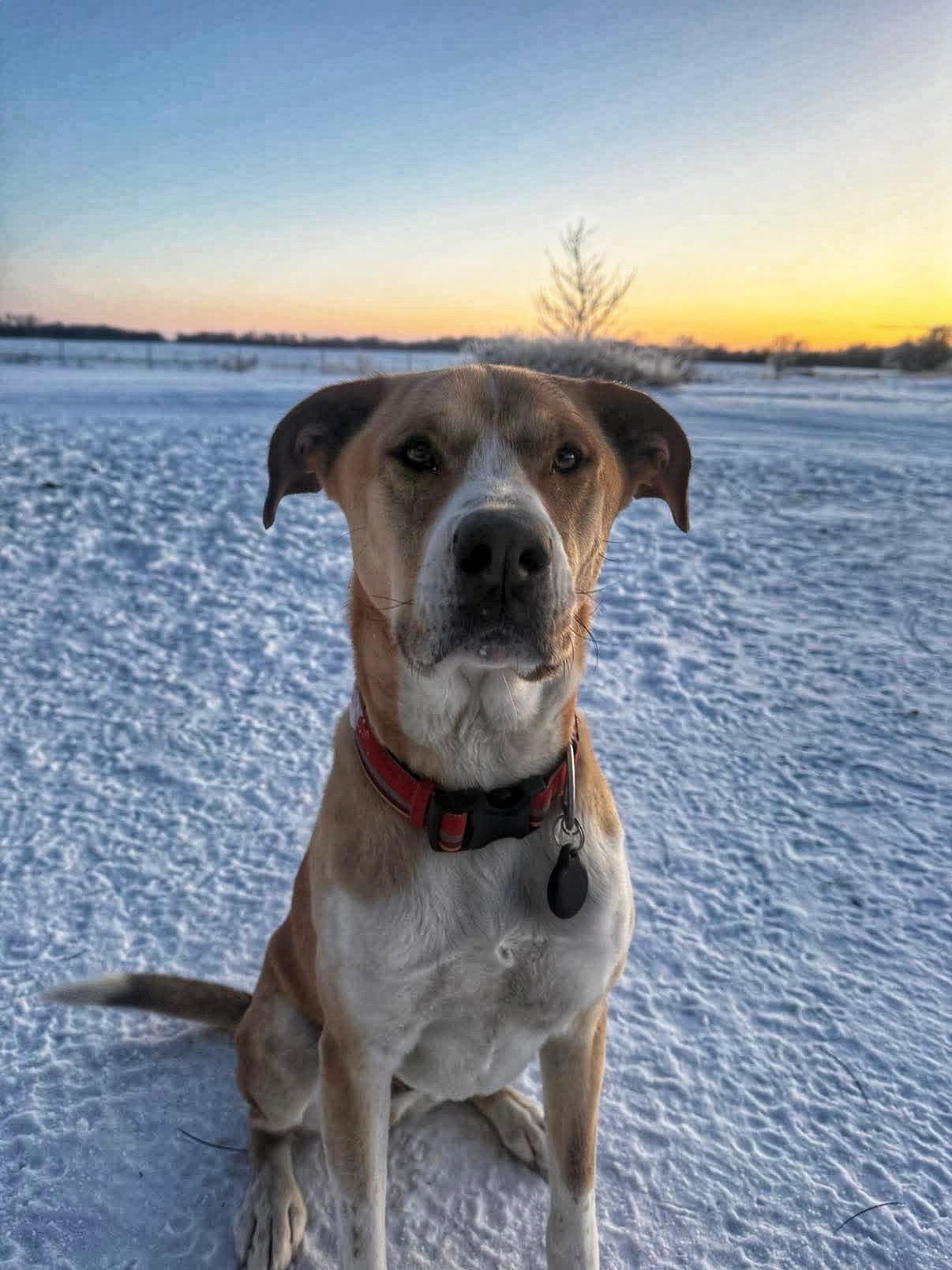 Buddy 2