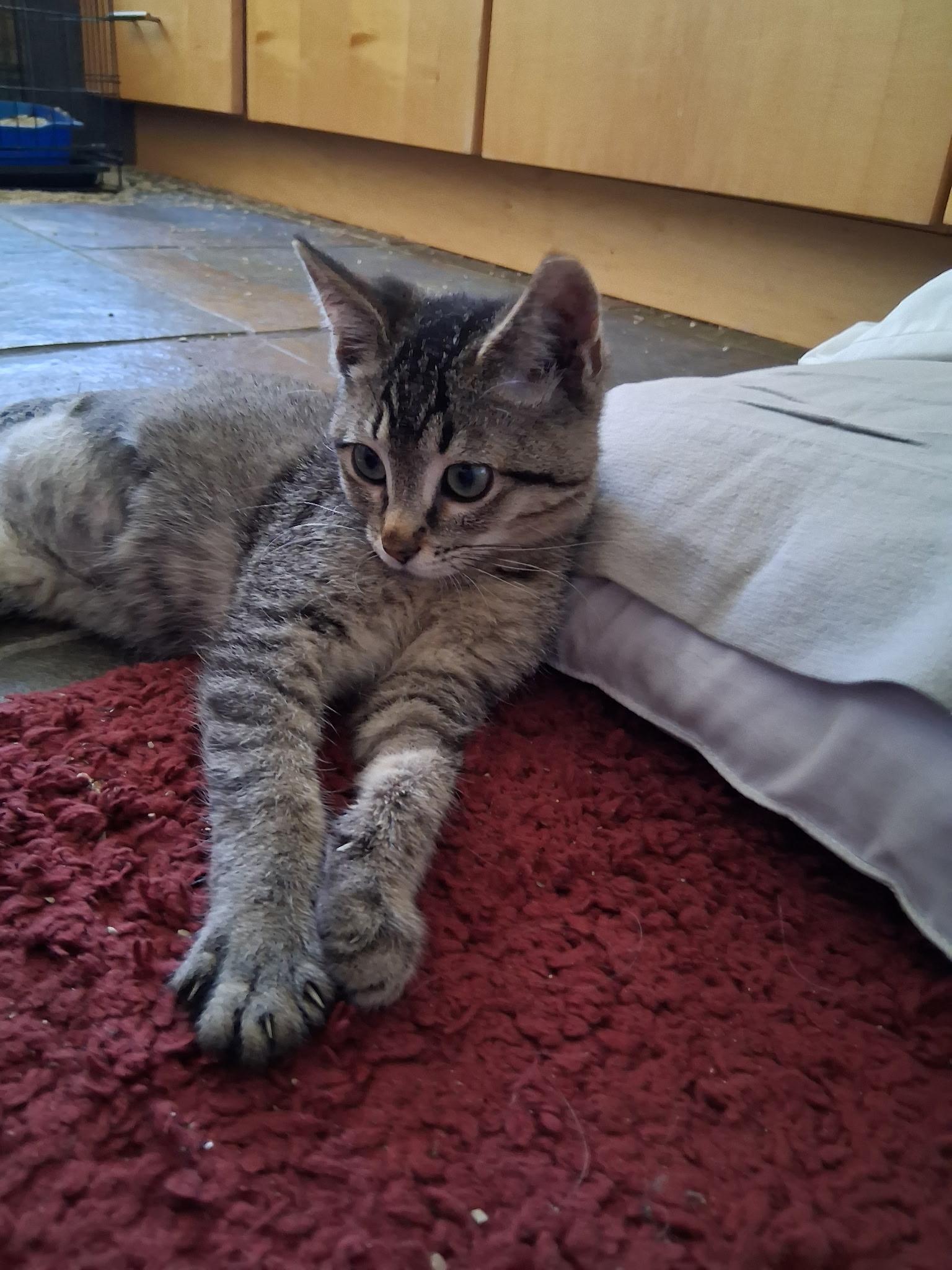 Keth, an adopted mixed breed in Albuquerque, NM image 5/5