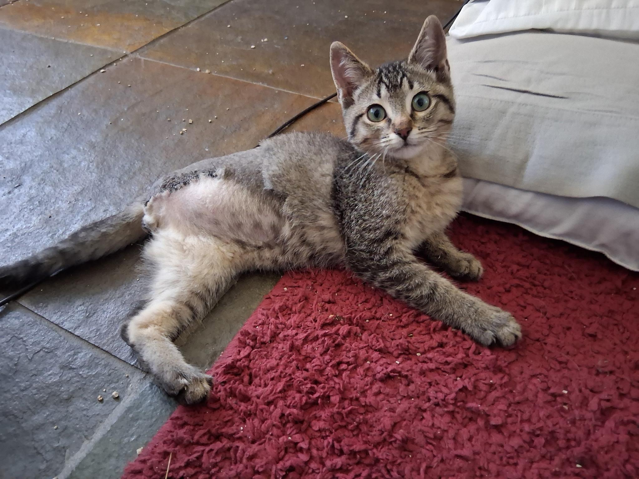 Keth, an adopted mixed breed in Albuquerque, NM image 1/5