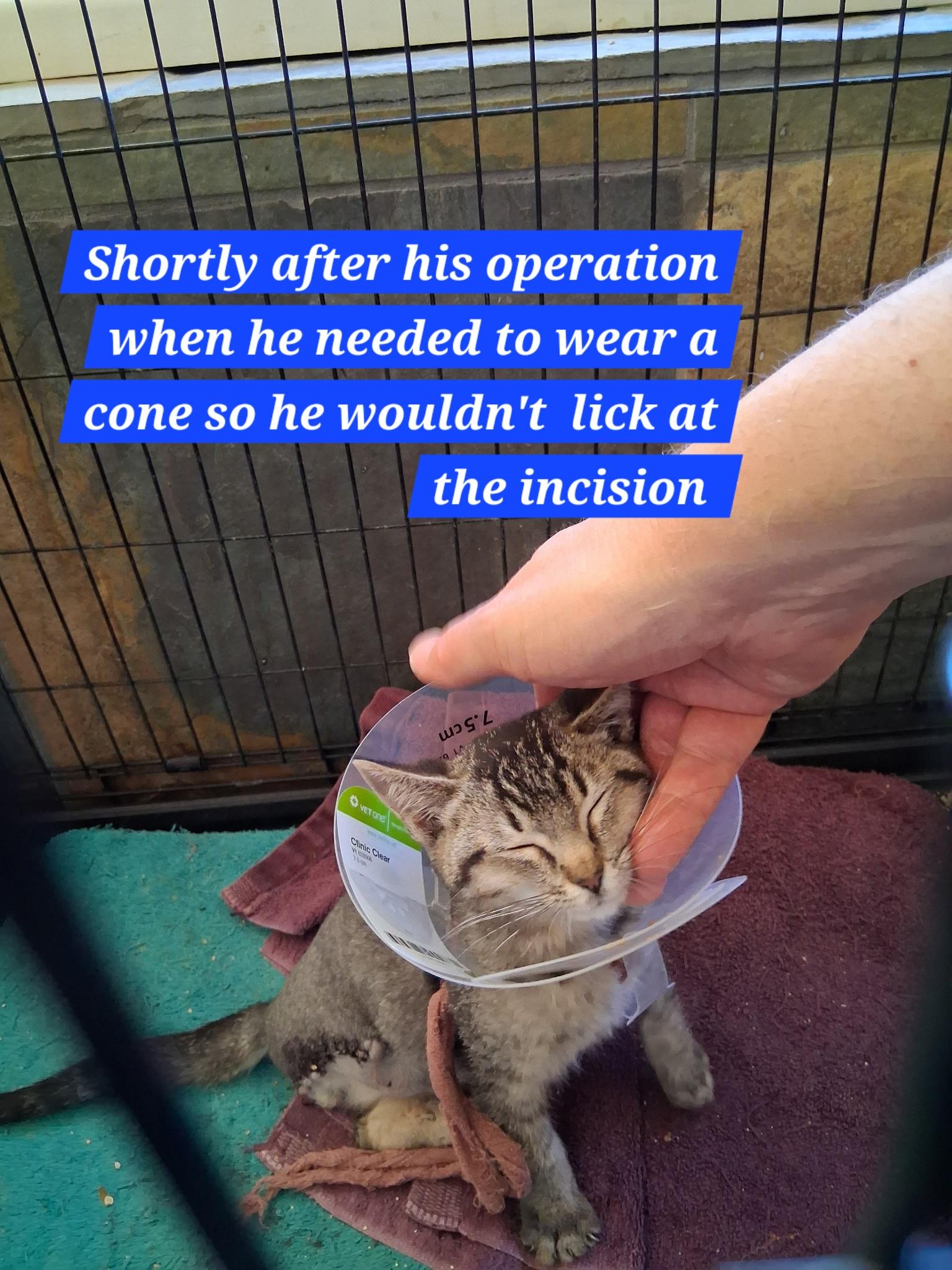 Keth, an adopted mixed breed in Albuquerque, NM image 4/5