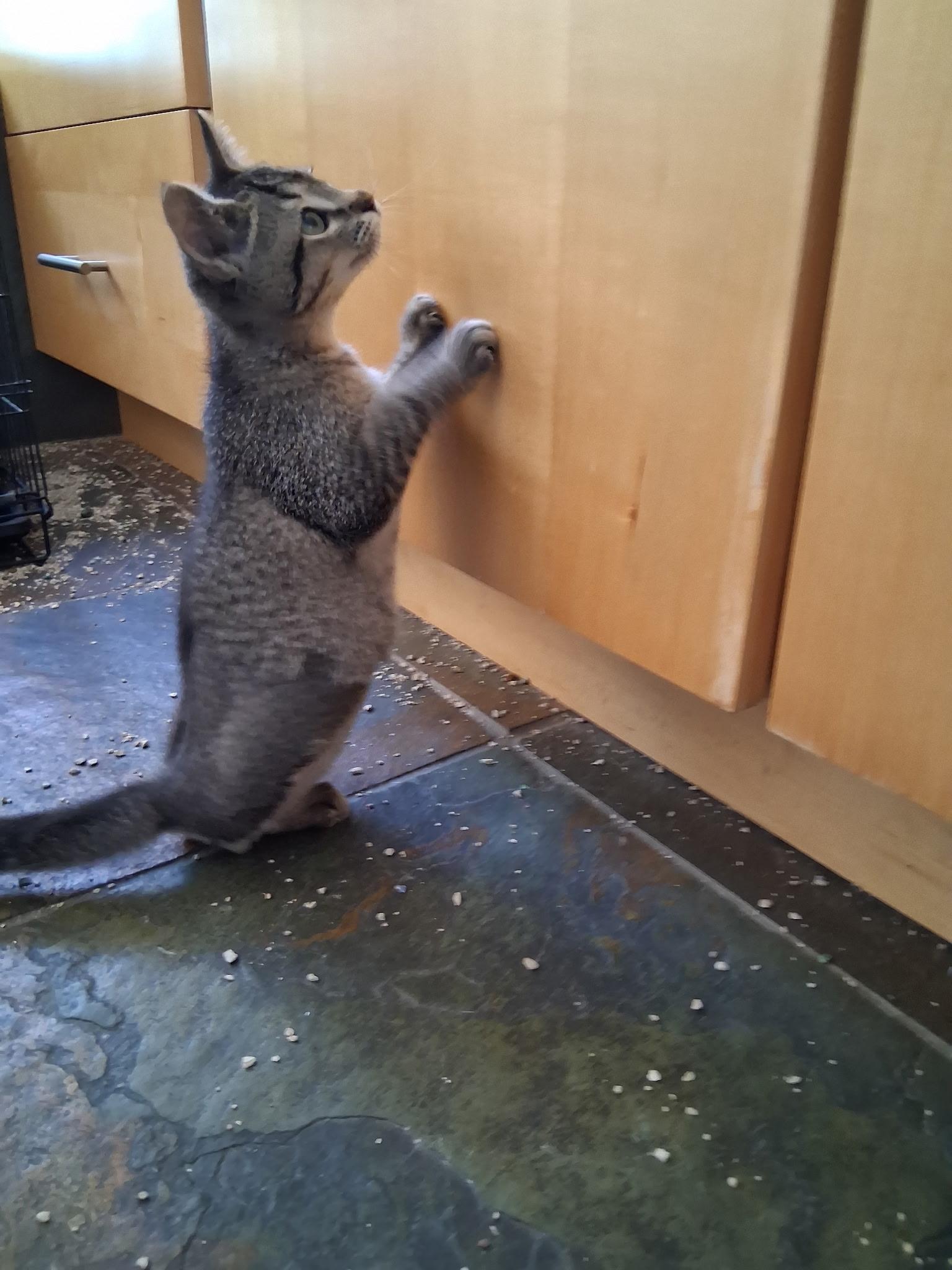 Keth, an adopted mixed breed in Albuquerque, NM image 2/5