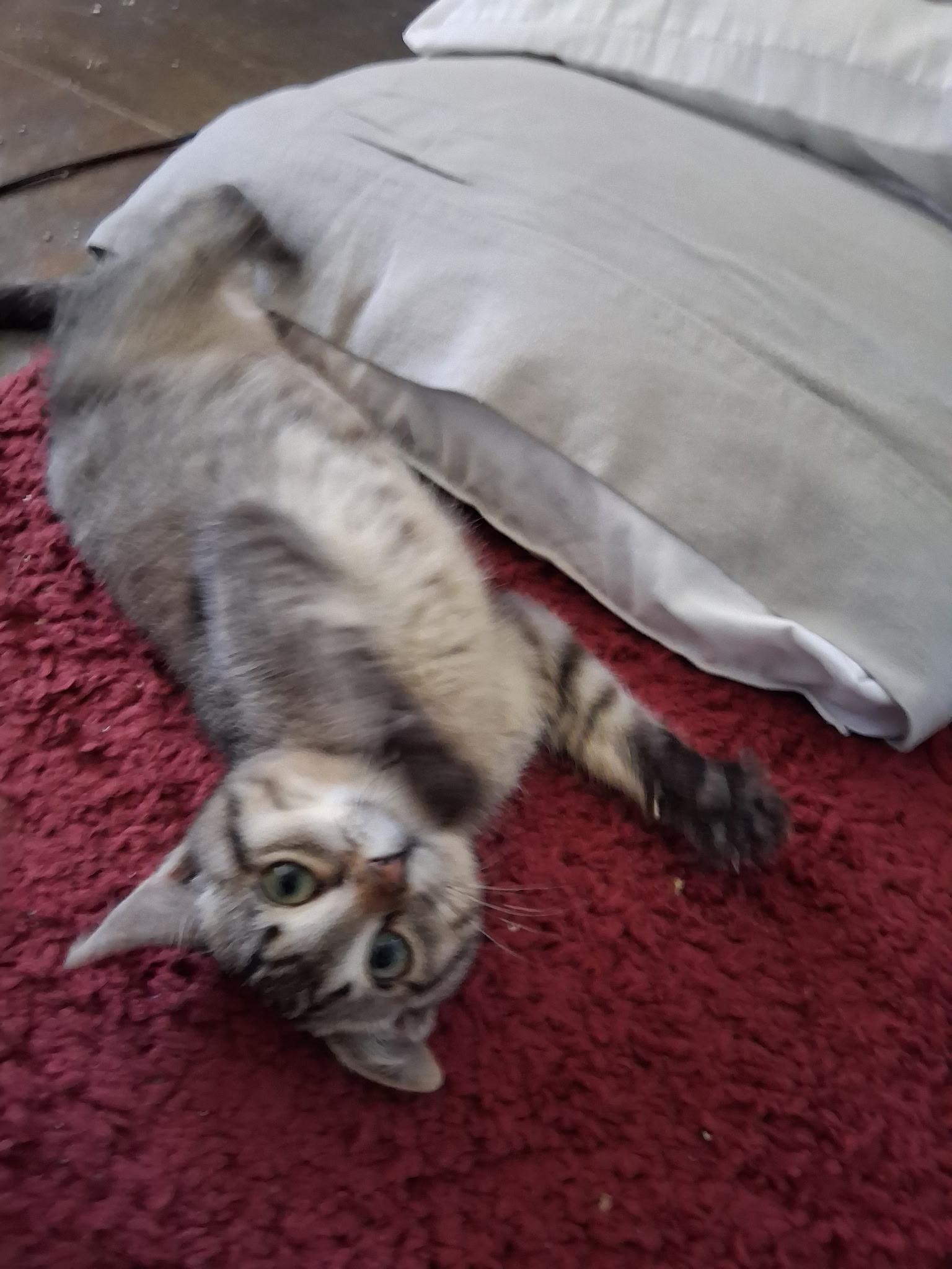 Keth, an adopted mixed breed in Albuquerque, NM image 3/5