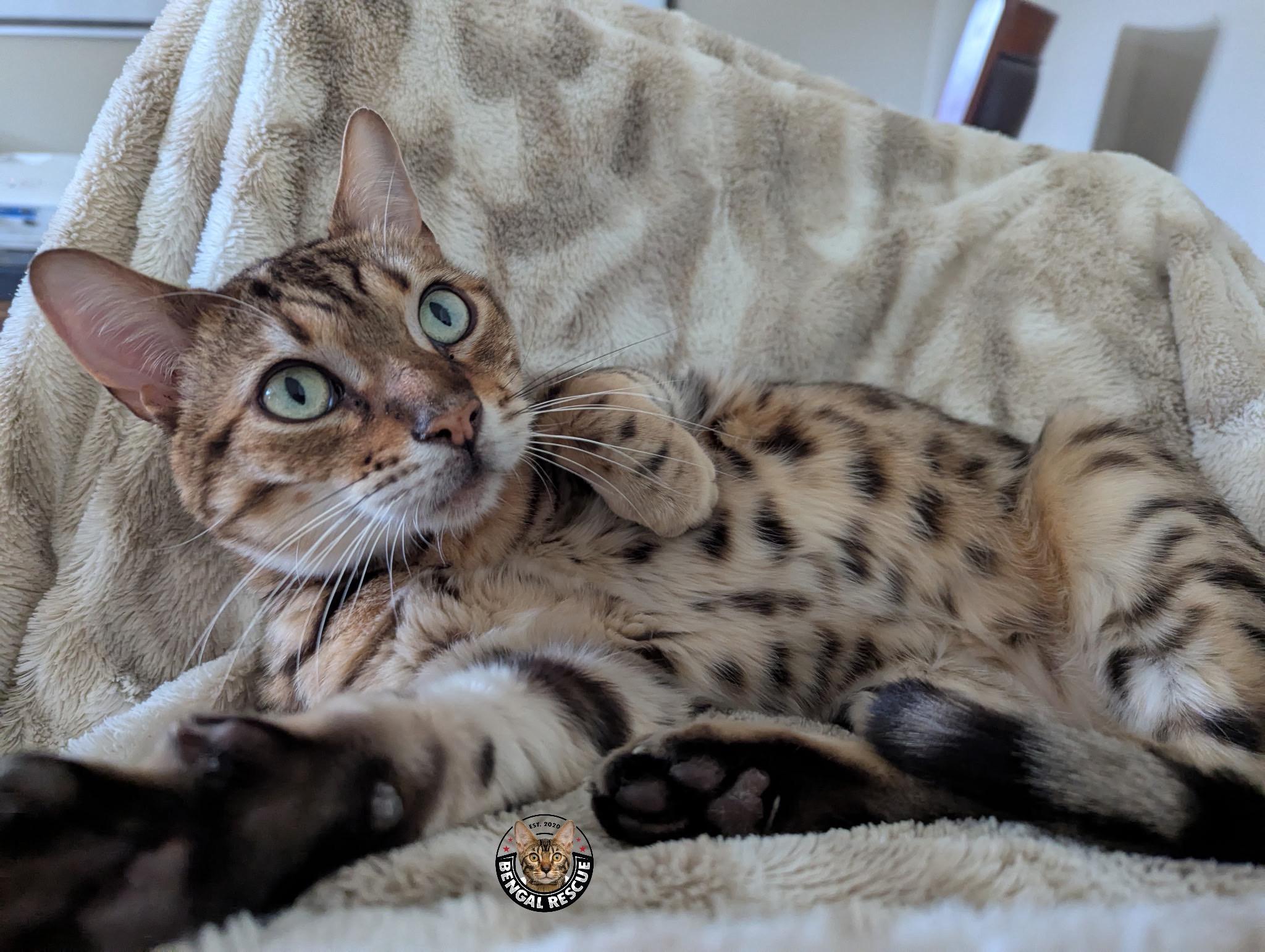 Benji