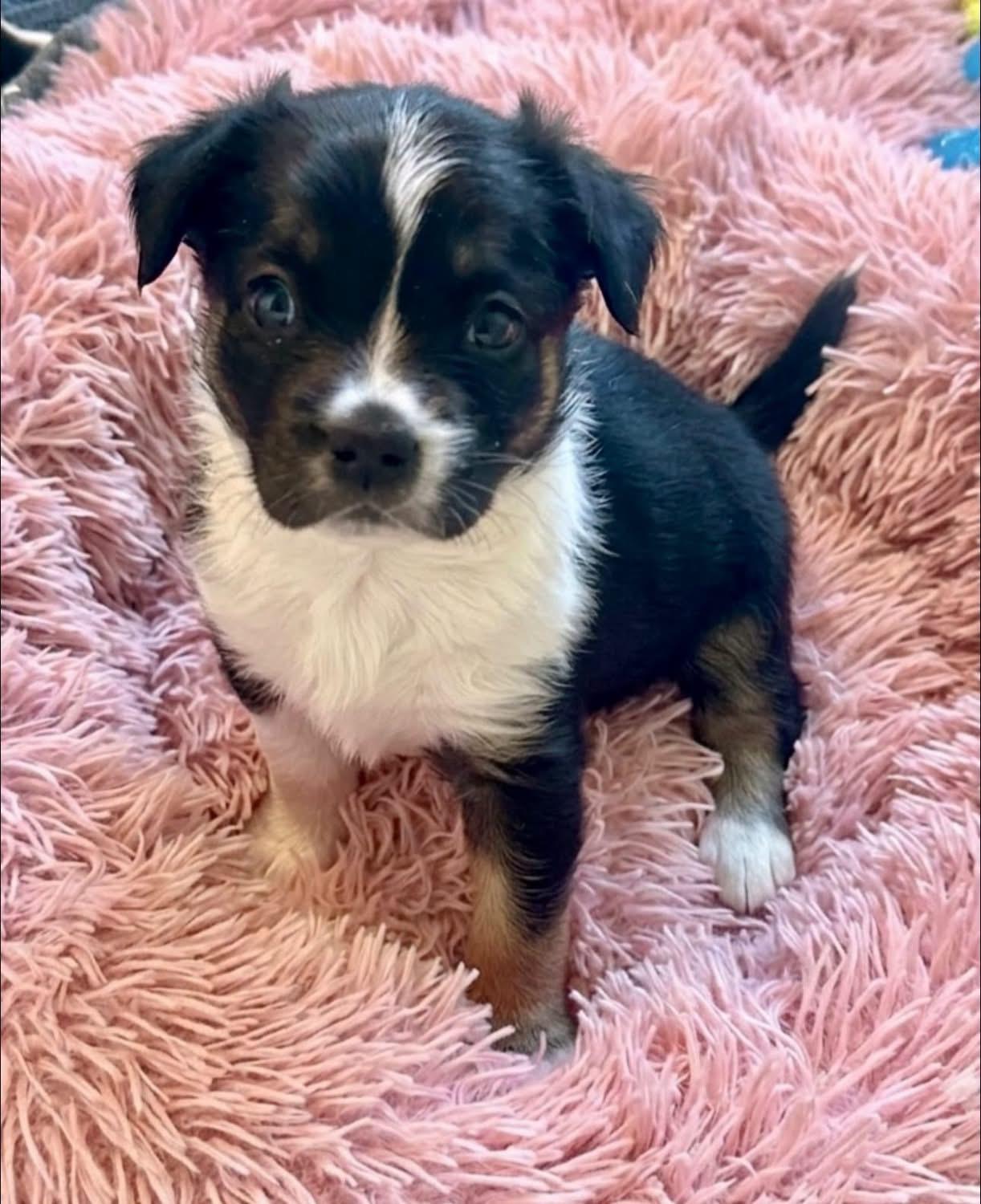 Pippa, a Adoptable mixed breed in Rockwall, TX image 2/3
