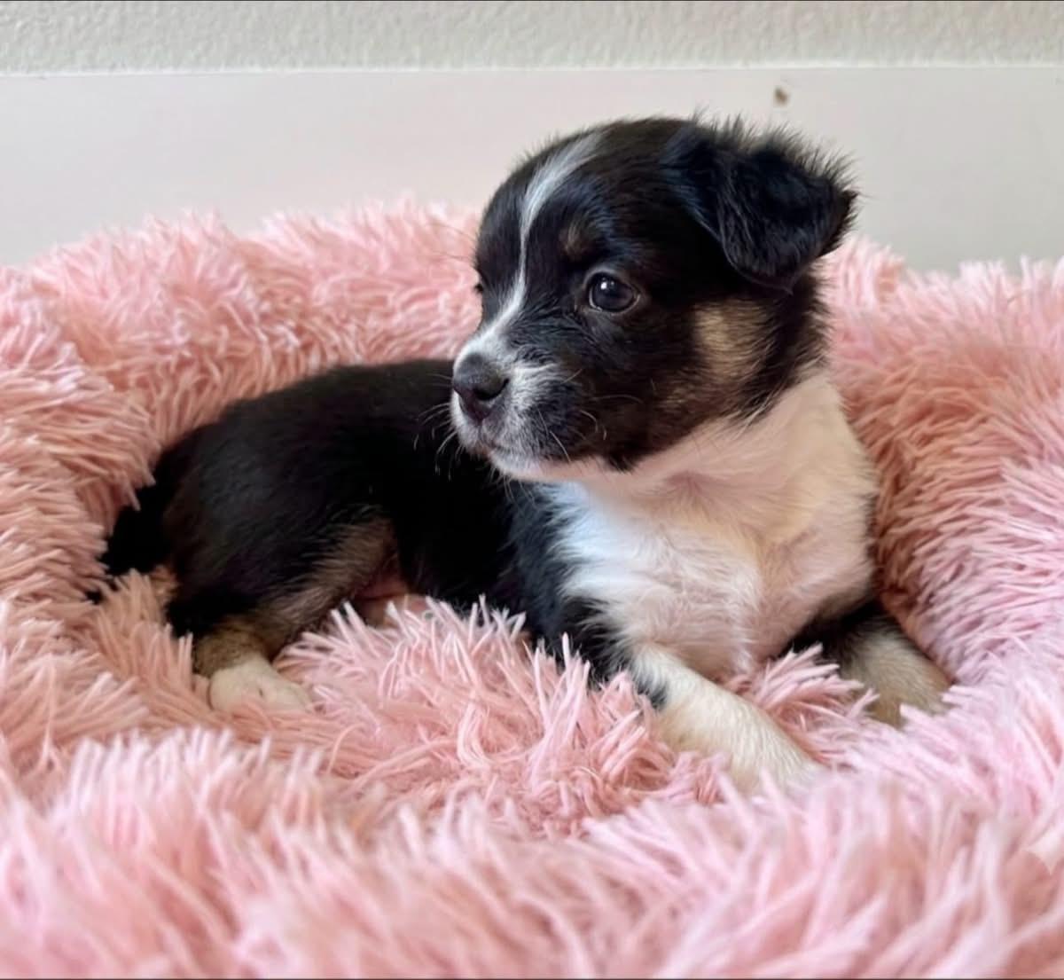 Pippa, a Adoptable mixed breed in Rockwall, TX image 3/3