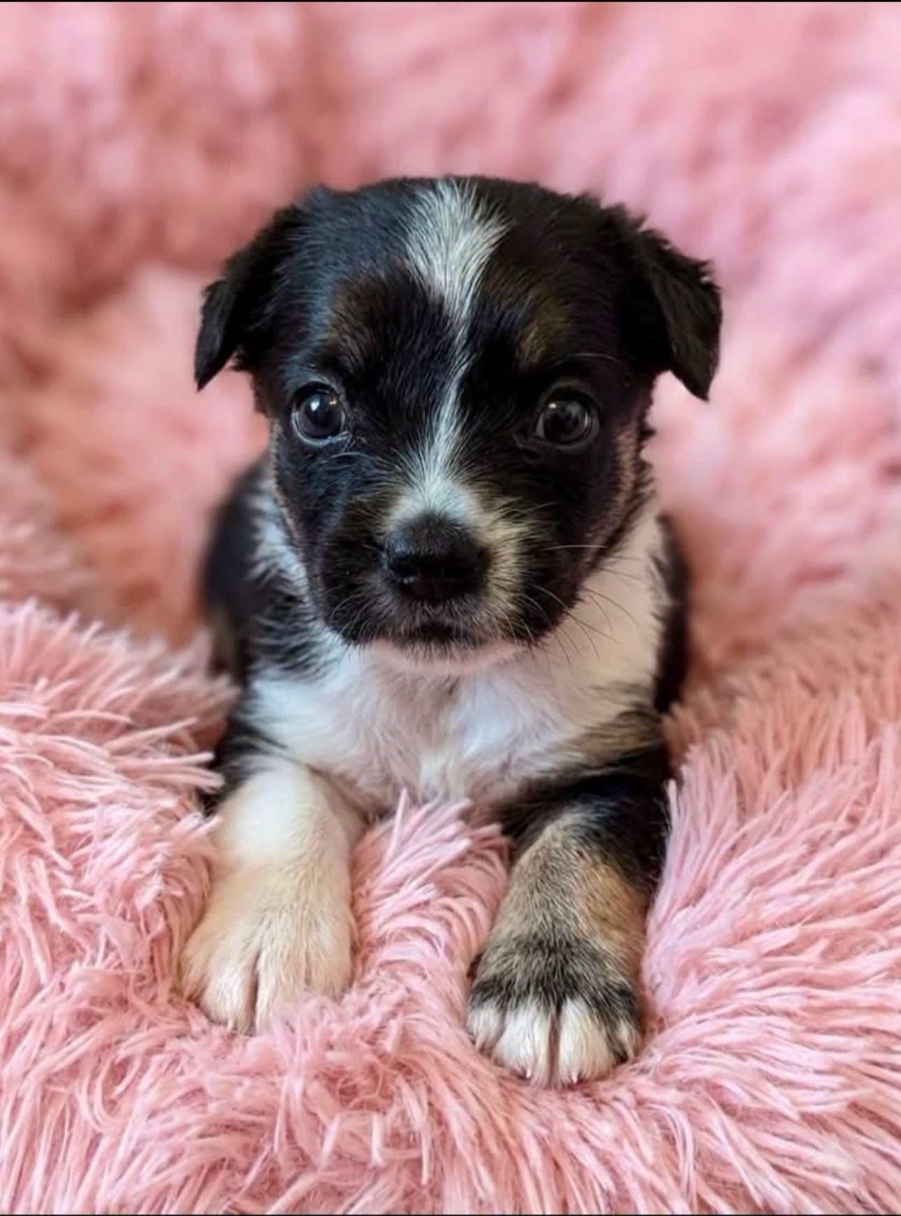 Pippa, Adoptable, Puppy Female French Bulldog & American Eskimo Dog.