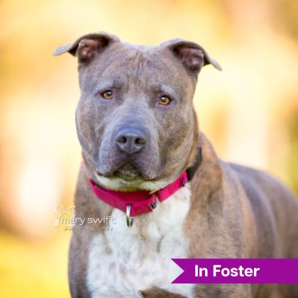 Enlarge Odie, a Adoptable Mixed Breed in Reisterstown, MD image 1/5