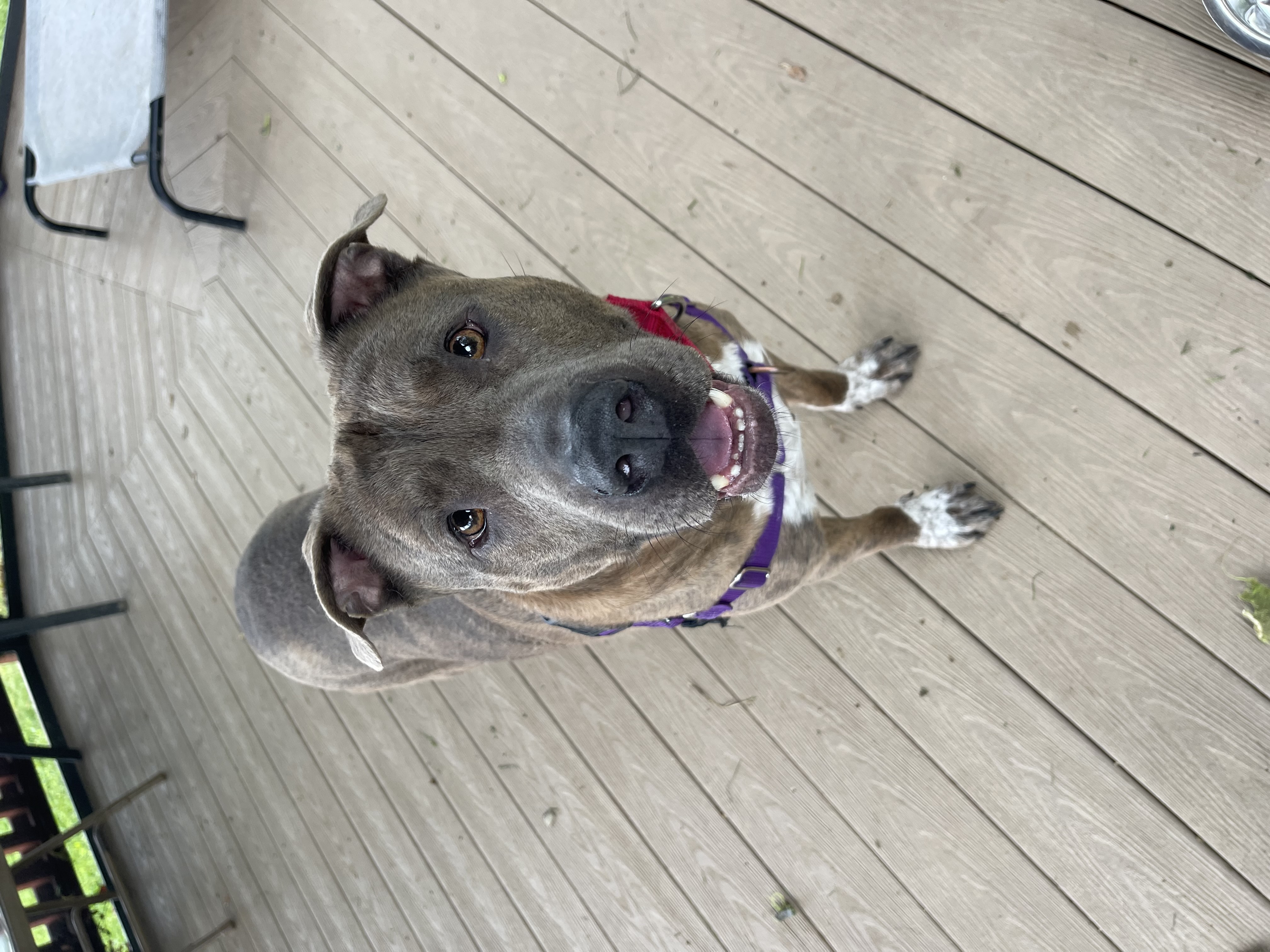 Odie photo 4