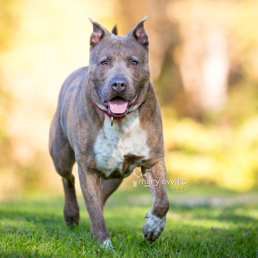 Enlarge Odie, a Adoptable Mixed Breed in Reisterstown, MD image 2/5